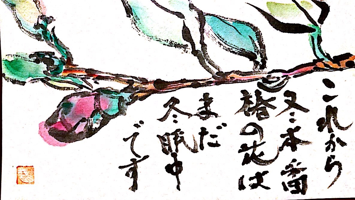 これから冬本番 椿の花はまだ冬眠中です