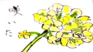 菜の花咲いた