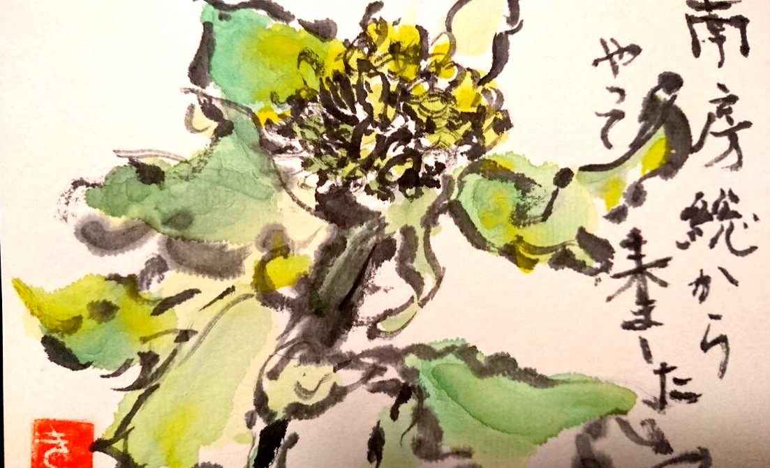 南房総からやってきた菜の花