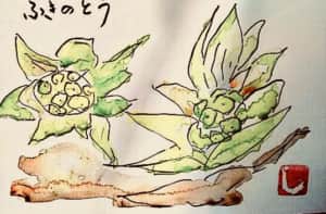 土から顔を出した ふきのとう