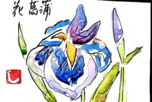 花菖蒲
