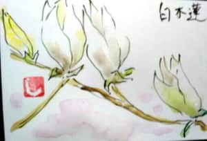 白木蓮の花