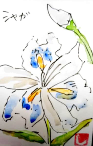 青いシャガの花