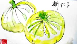 皮をむいた新玉ねぎ