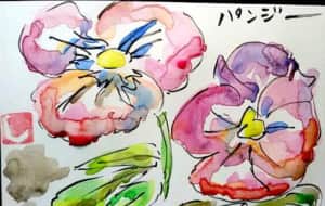 早朝のパンジーの花
