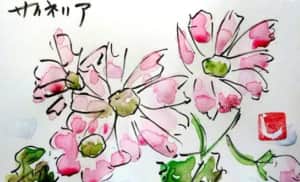 ピンクのサイネリアの花