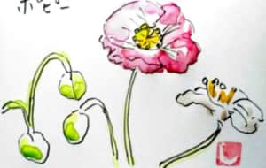 ピンクと白のポピーの花