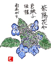 紫陽花や色映ふ垣根雨上がり