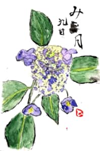 水無月九日 あじさいの花