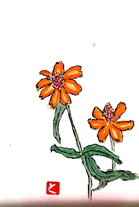 オレンジ色の百日草、ジニアの花