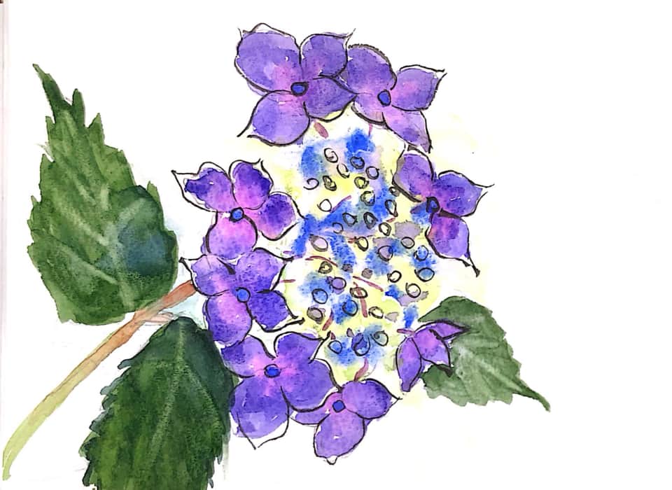 紫の あじさいの花