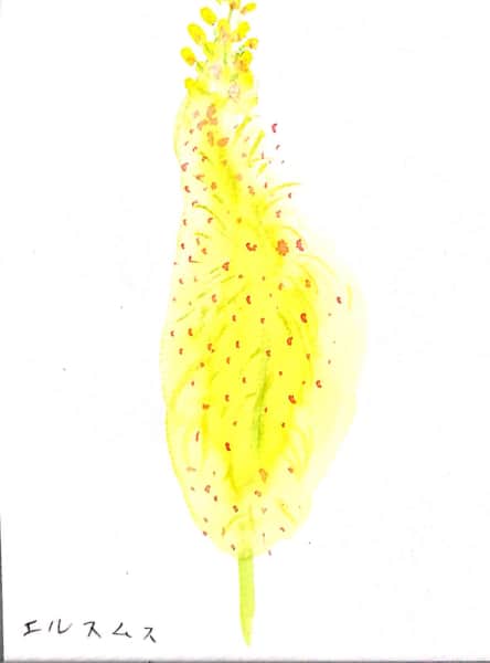 初夏の黄色い花穂