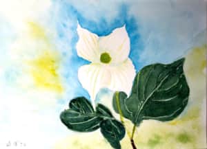 白いヤマボウシの花