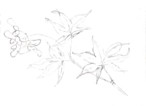 もみじの葉のデッサン