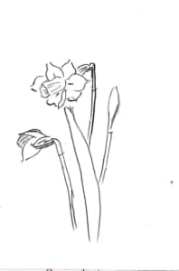 水仙の花のデッサン