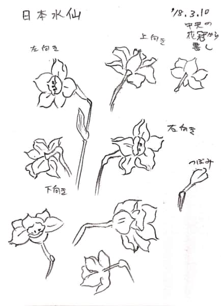 水仙の花の描き方