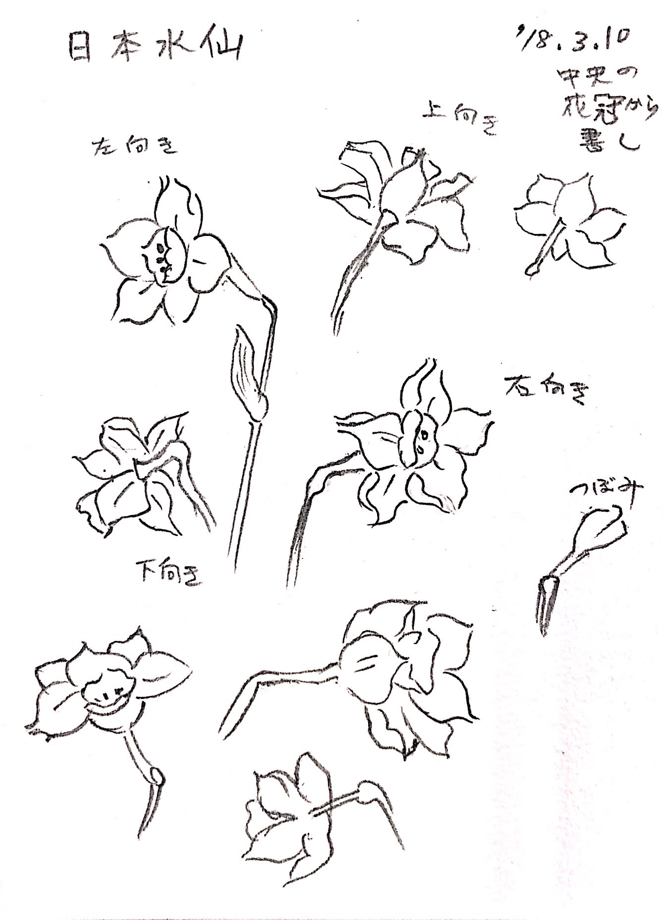 水仙の花の描き方