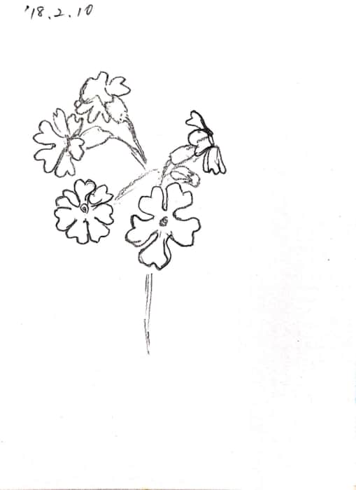 桜草の花のデッサン