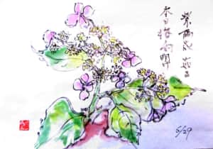紫陽花 茄る 本日梅雨明け