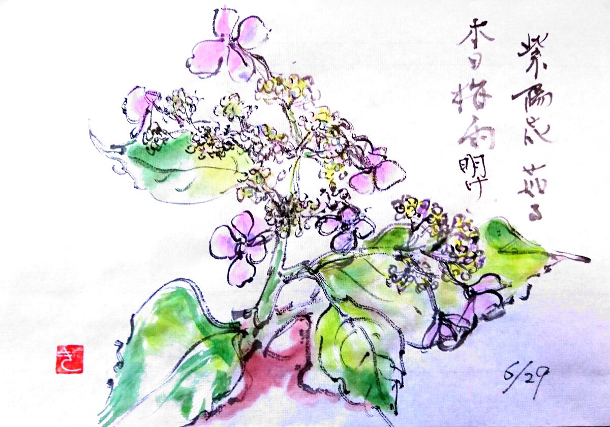 紫陽花 茄る 本日梅雨明け