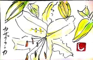 カサブランカの花