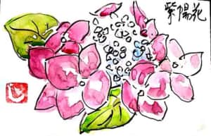 赤い紫陽花の花