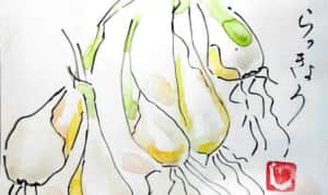 みずみずしいラッキョウ