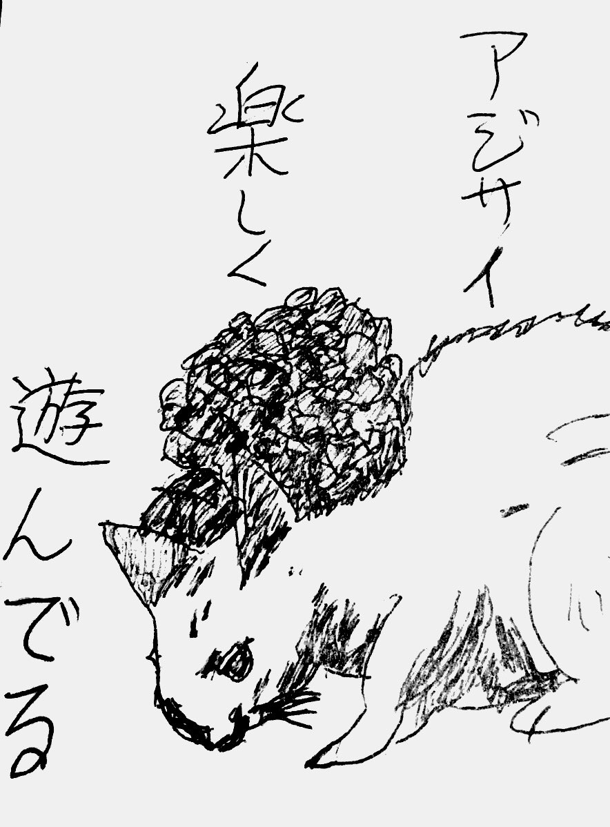 白ねこと青いあじさい