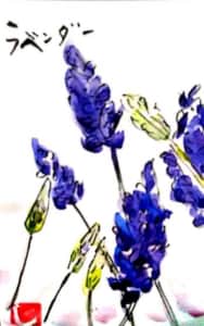 ラベンダーの花