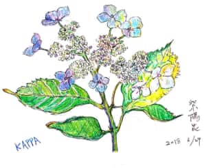 六月の紫陽花