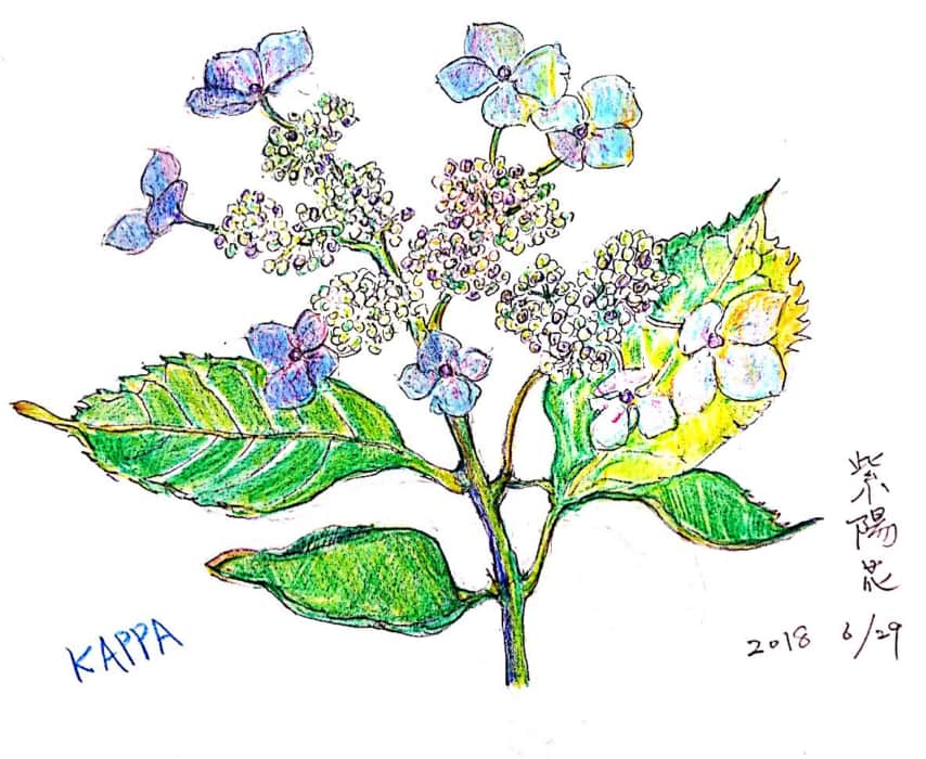 六月の紫陽花