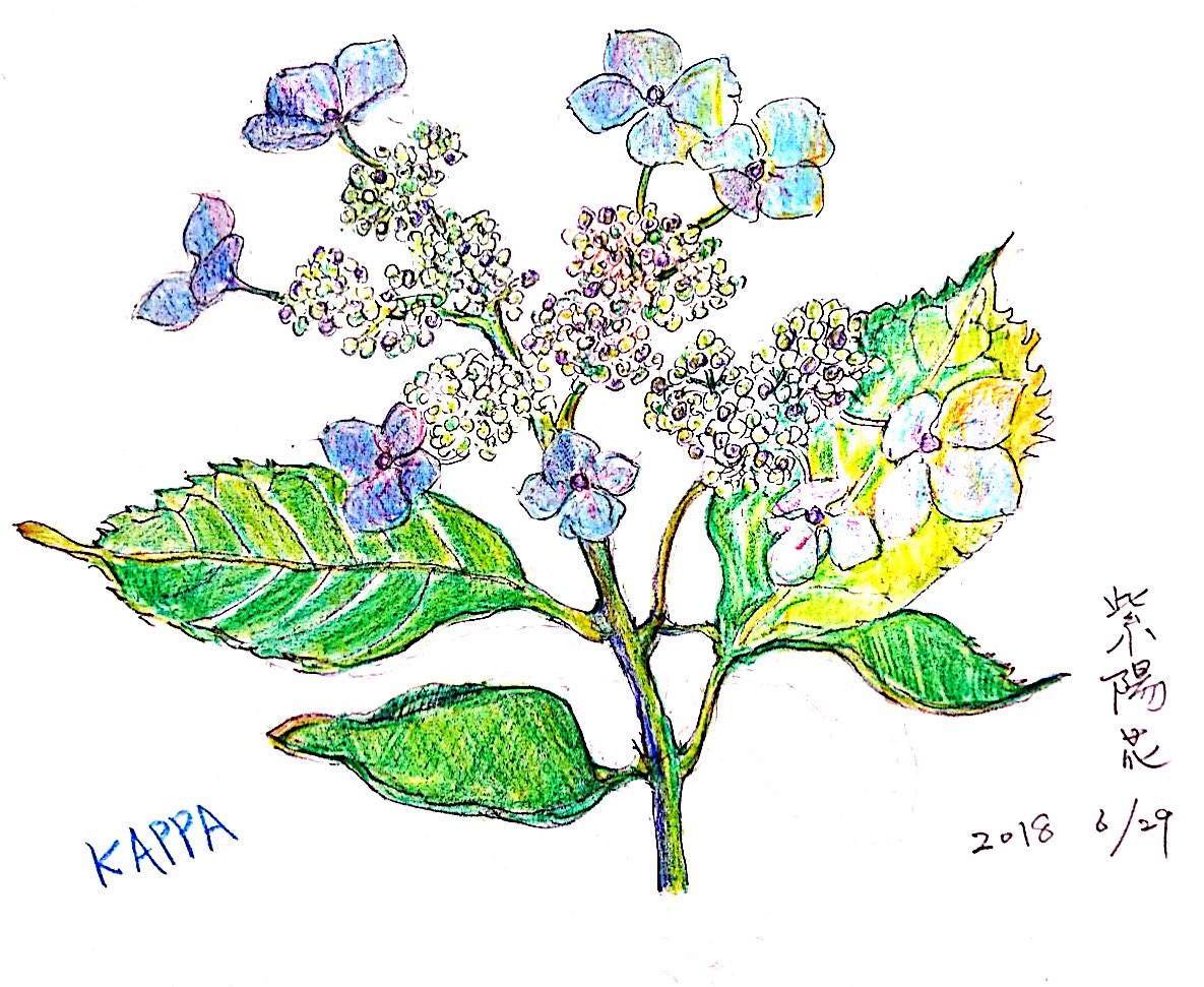 六月の紫陽花