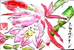 クジャクサボテンの花