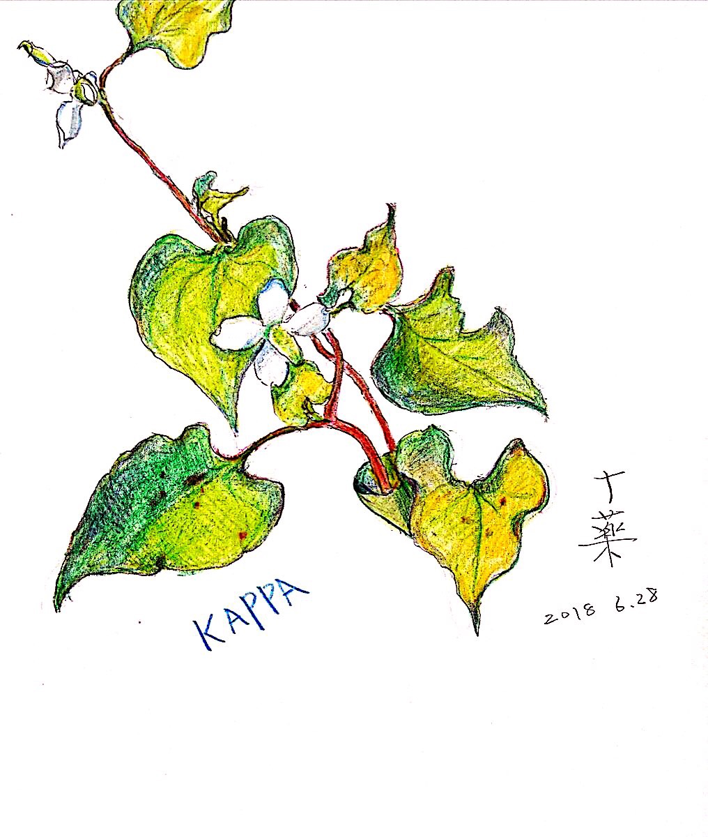 ドクダミの花