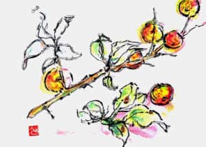 赤く色づいた梅の実