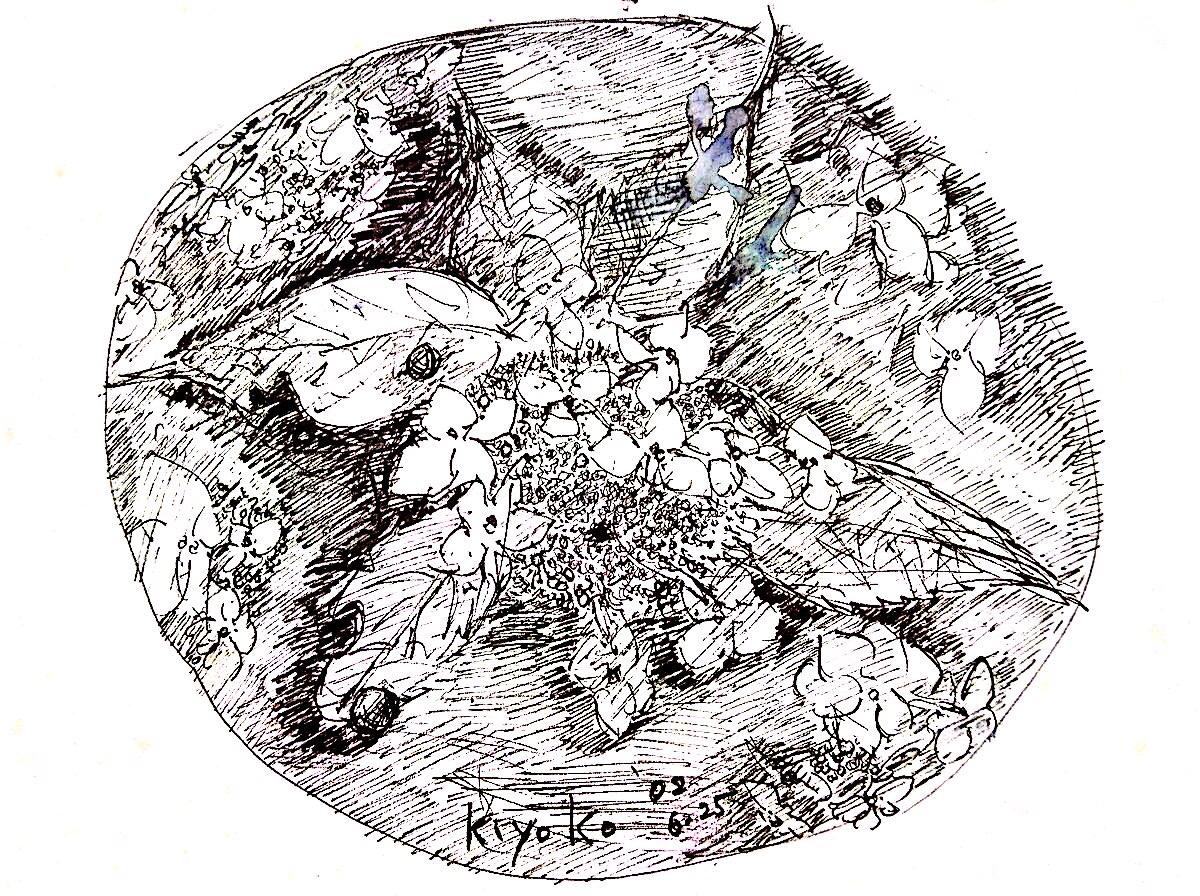 紫陽花のデッサン