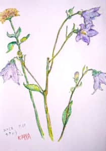 桔梗の花を見ているだけで涼しさを感じる