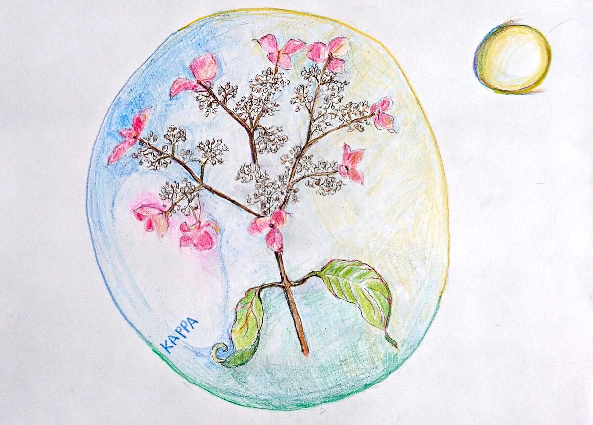 月と地球、紫陽花の花
