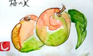 ふたつ仲良く並んだ梅の実