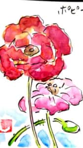 赤とピンクのポピーの花