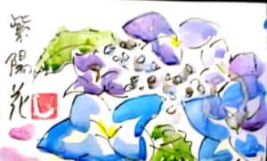 紫陽花