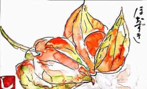 お盆に飾りたいほおずき