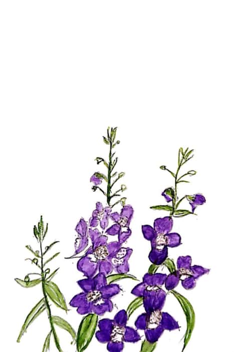紫色のスミレの花