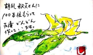 胡瓜 叔父さんに100本位もらって古漬どんどん作っています。