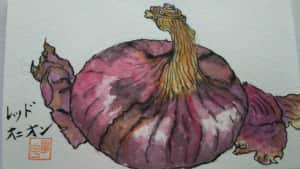 レッドオニオン