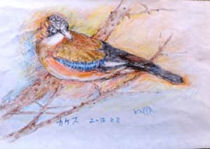 どんぐりを食べにきたカケス