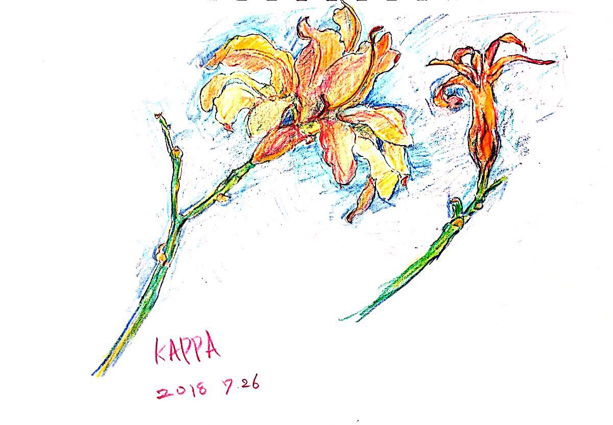 ノカンゾウ(ワスレグサ)の花