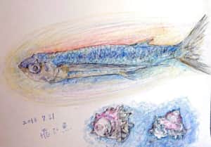 トビウオとサザエ貝