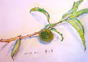 顔を出した栗の坊や