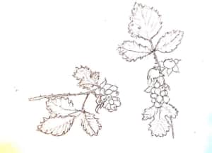 野いちごの実のデッサン